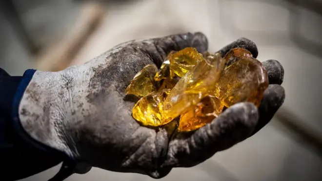 صنوبر کی گوند