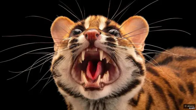 पर्यावरण संरक्षण