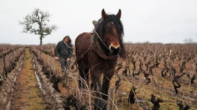 Фермер розорює плугом землю на винограднику у муніципалітеті Сассе, департамент Луар-е-Шер. Січень 2020 року
