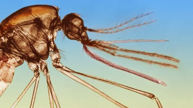 Enfermedades como la malaria y el Zika son transmitidas por los mosquitos.