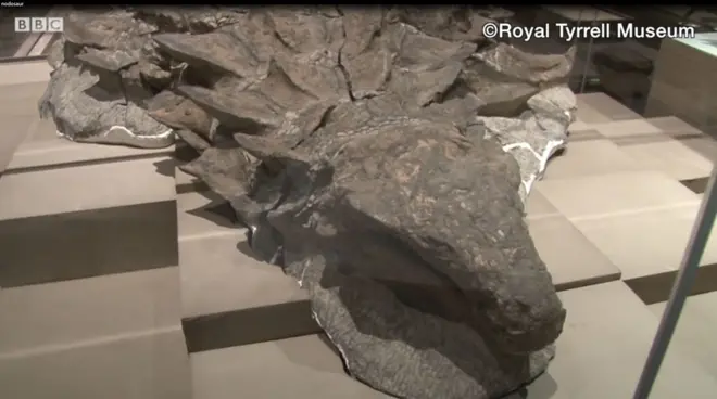 Окаменелость динозавра