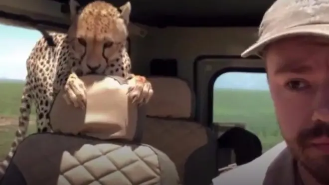 Cheetah in vehicle