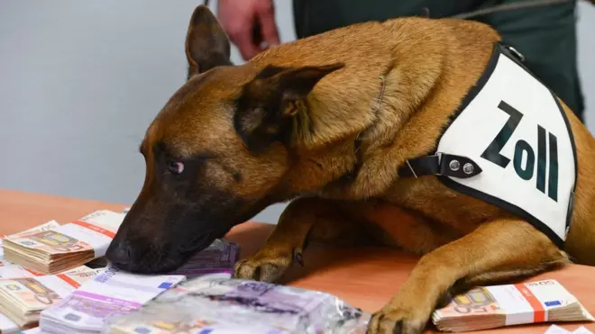 Aki sniffed out nearly €250,000 hidden by passengers between the end of June and beginning of July