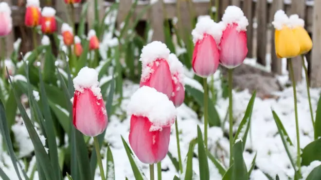 Тюльпаны в снегу