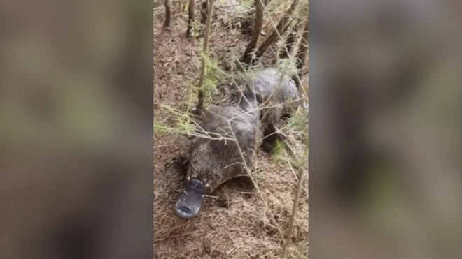 Neobična tuča čudnovatih kljunara u divljini