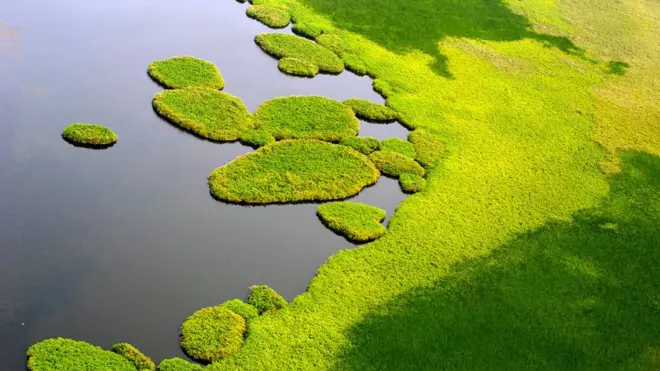 ሱድ ረግረጋማ ስፍራ