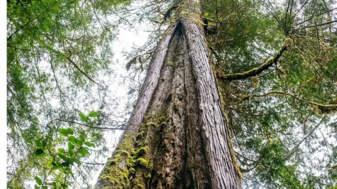 شجرة أرز أحمر معدلة ثقافيا