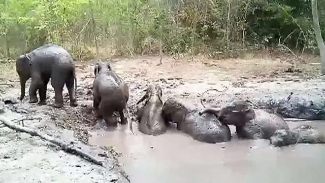 عثر على ستة من صغار الفيلة عالقة في حفرة طينية في تايلاند