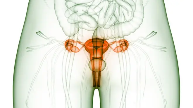 Ilustração aparelho reprodutor feminino