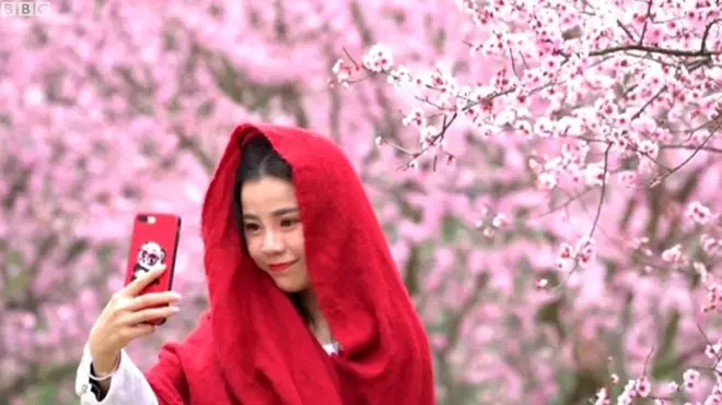 Цвітіння вишень