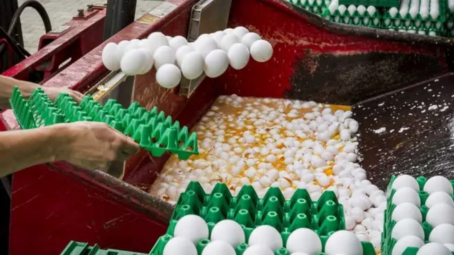 بيض يشتبه في تلوثه يجرى التخلص منه في المزارع بهولندا