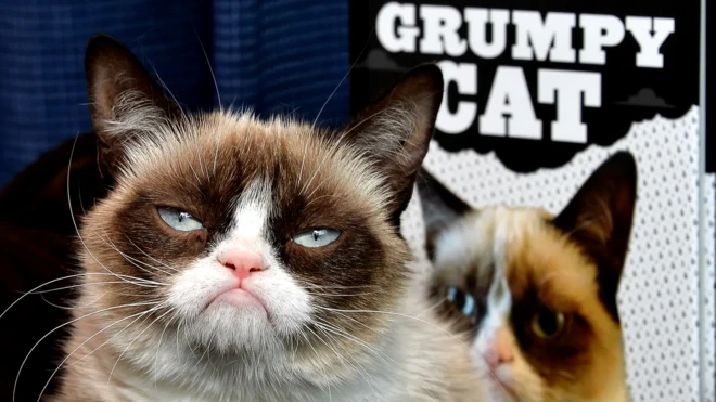 Угрюмый Котик