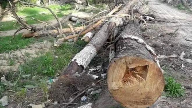 Forest Deptt Govt of Balochistan