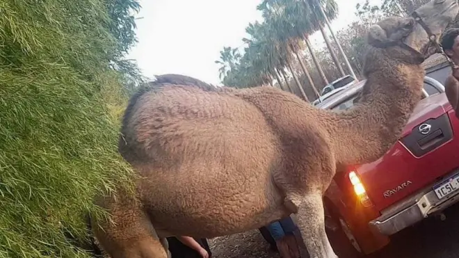 Deve bir golf sahasında sıkıştırıldı.