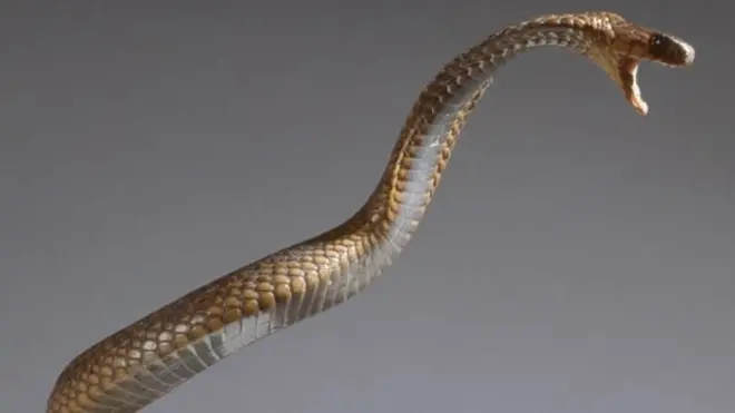 Le cobra égyptien se rencontre dans de nombreux pays africains.