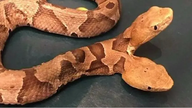 ثعبان ذو رأسين يفاجئ أحد البيوت بولاية فرجينيا الأمريكية