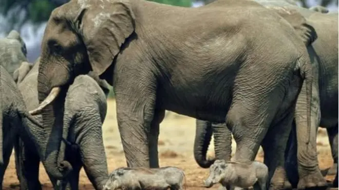 እቲ ሓደጋ ኣብቲ ማና ፑልስ ፓርክ ተባሂሉ ዝጽዋዕ፡ ኣብ ሰሜን ዚምባብወ ዝርከብ መካነ እንስሳታት'ዩ ኣጋጢሙ