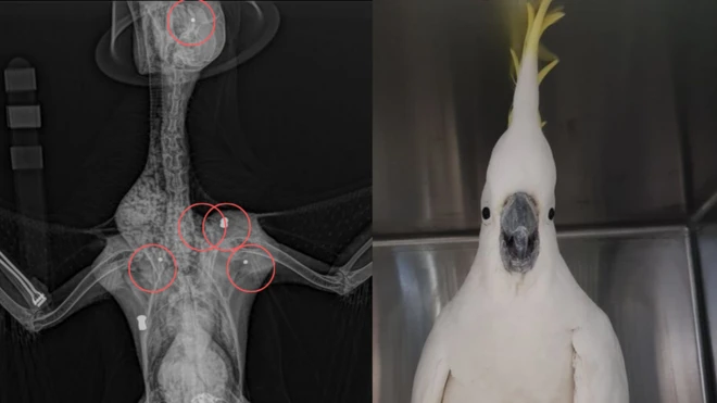 X ray scans reveals that one projectile was lodged millimetres from Mr Cock's left eye