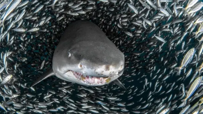 Tanya Houppermans memotret hiu menyeruak melewati 'bola umpan' yang tebal — formasi sekelompok ikan untuk mempertahankan diri ketika diserang.