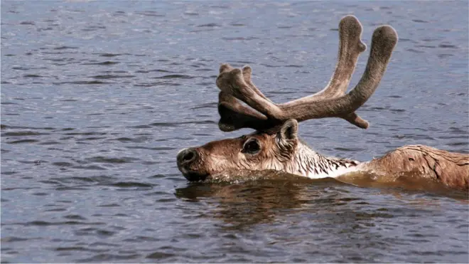 Популяция северных оленей снизилась в том числе из-за потепления климата, считают ученые