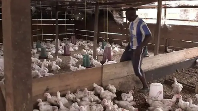 د مرغانو والګی