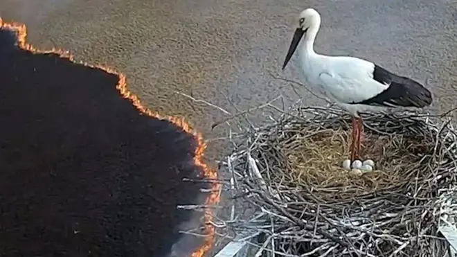 Дальневосточный аист на фоне пожара