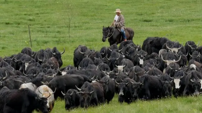 Тибетский пастух