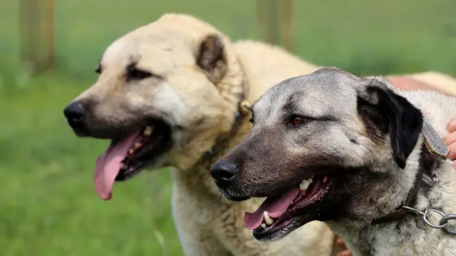 Sivas Kangal