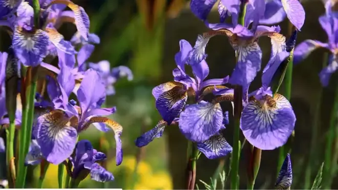 Bunga iris yang dalam bahasa Italia disebut giaggiolo, merupakan bahan parfum yang langka.