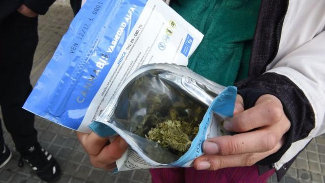 Flores de cannabis envasadas para la venta en Uruguay.