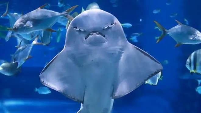 Angel shark