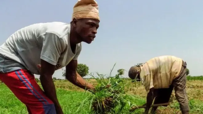 Local rice farmers for Kano state.