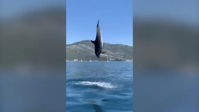 Slučajni susret turista i delfina koji se pretvorio u igru