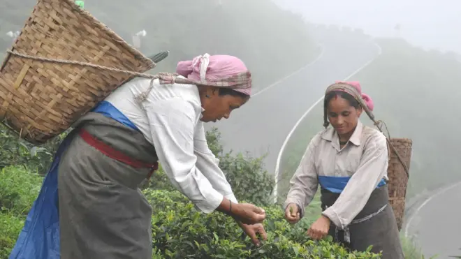 चाय बागान, दार्जिंलिंग