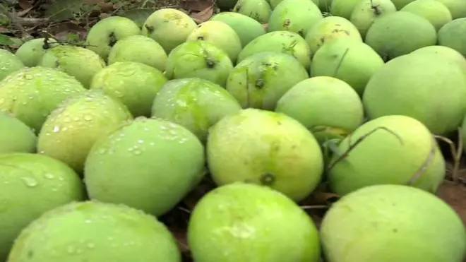 మామిడిపళ్లు