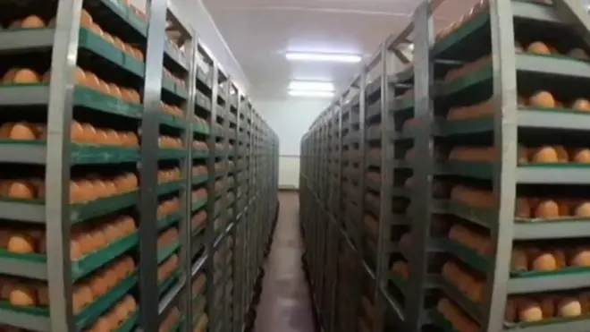 Jaja se koriste u proizvodnji vakcina