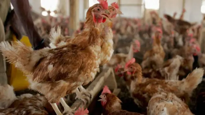 La demande en poulets est très forte en Afrique