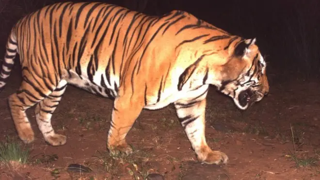 నాగార్జునసాగర్-శ్రీశైలం పులుల అభయారణ్యంలో అత్యాధునిక కెమెరాలు తీసిన ఫొటో