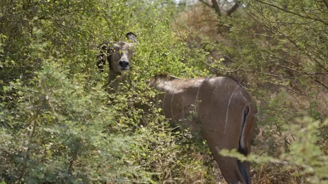 በቃፍታ ሽራሮ ኤፍኤምዲ የተባለ በሽታ እንስሳትን እየገደለ ነው