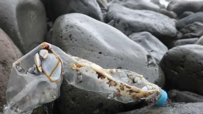 Discarded plastic bottle (Image: Peter Ryan)