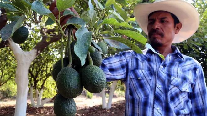 productos como el aguacate podrían encarecerse aún más en Estados Unidos.