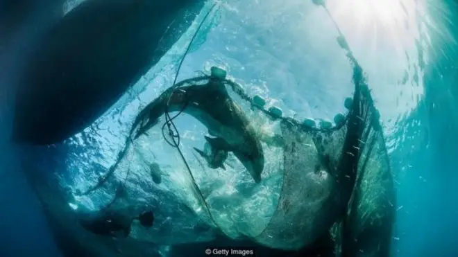 Jeratan jaring penangkan ikan adalah pembunuh mamalia laut yang paling utama di Inggris