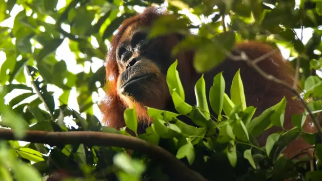ORANGUTAN