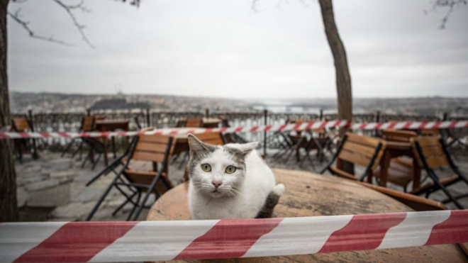 A cat sits on a table at a deserted outside cafe in Istanbul