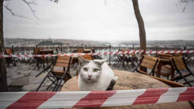 Cafes and restaurants have been temporarily shut down, leaving Istanbul's cats without a reliable food source
