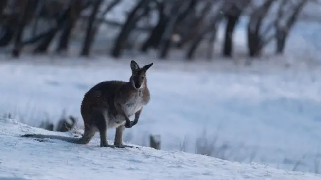 ऑस्ट्रेलिया में बर्फबारी