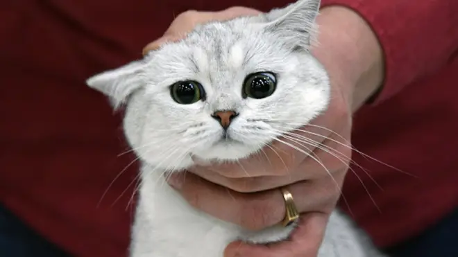 Une vidéo, largement partagée sur internet, montre un chat dévoré vivant par deux chiens.