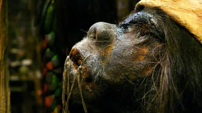 Засушенная человеческая голова