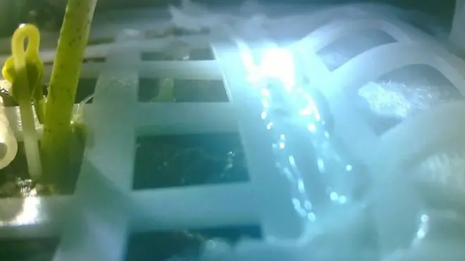 Паростки бавовни на Місяці