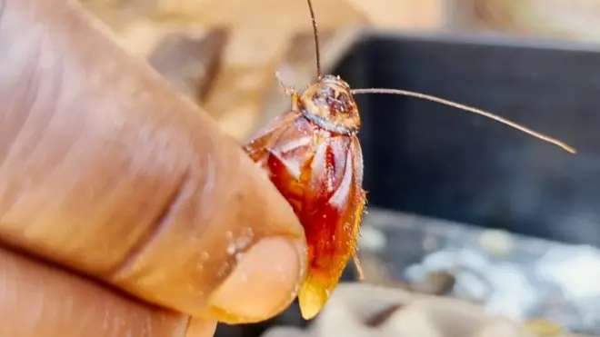 Узгој бубашваба: „Људи у мом окружењу мислили су да сам луд“